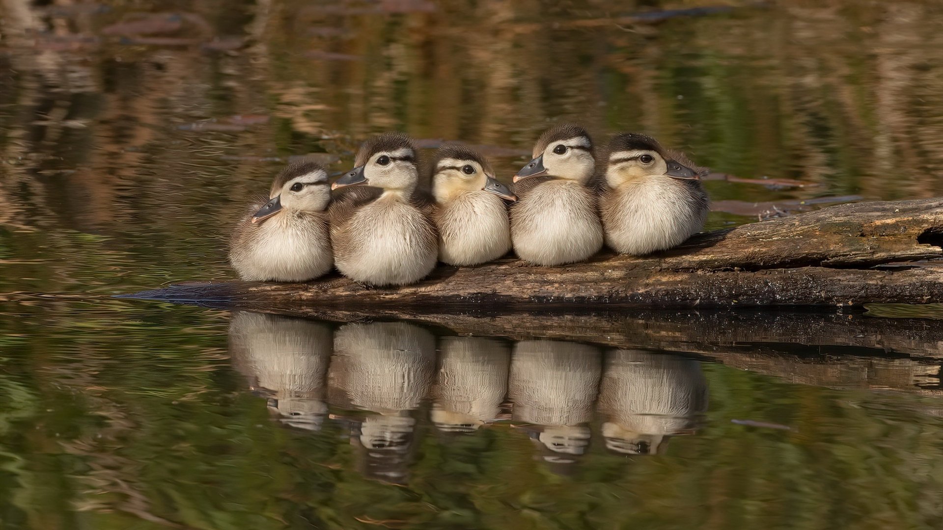 PG电子APP-阿劳霍压力下完成爆发，拜仁轻取伊拉克，足球世界的平行叙事