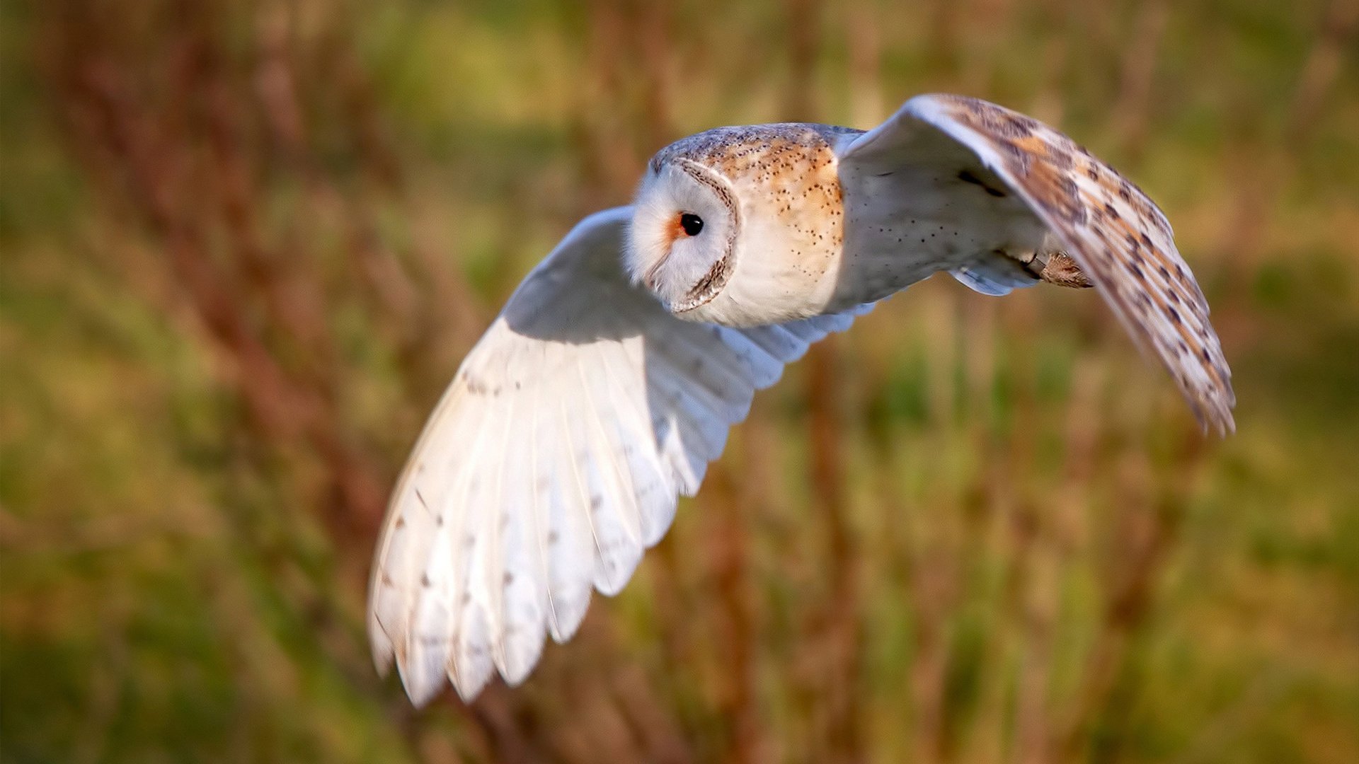 德甲争冠战之夜，布伦森关键战不手软